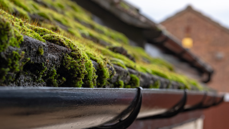 Moss covering a shingled roof