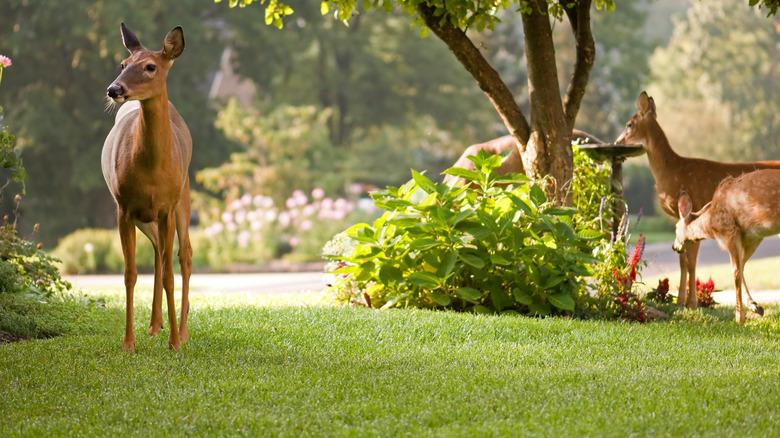 Deer walking near plants