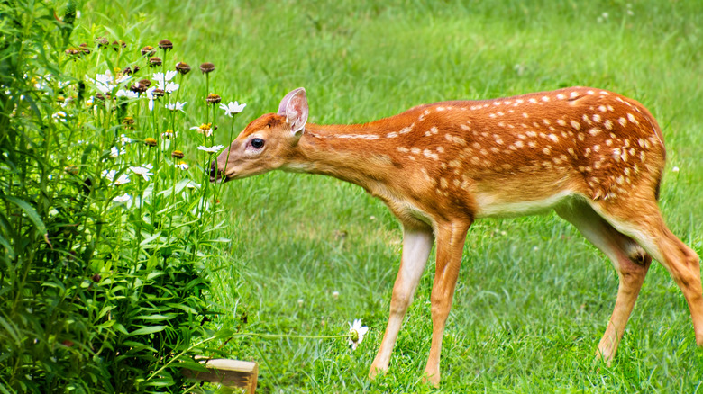 deer eating garden flowers