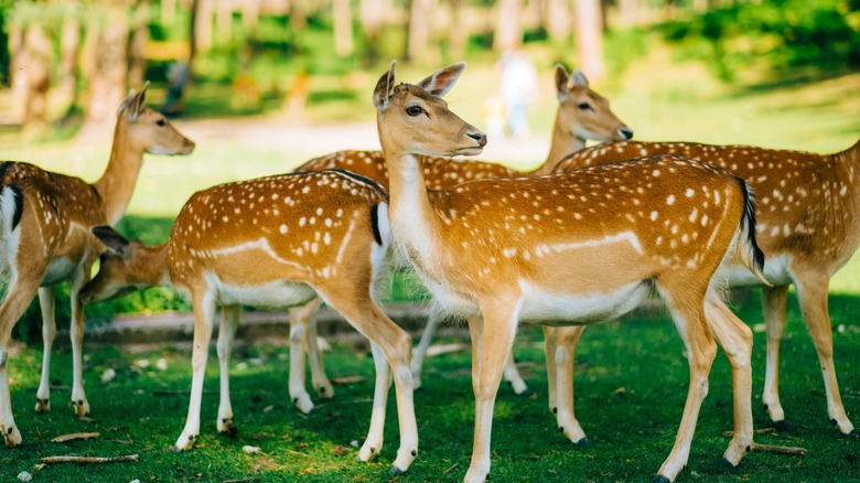 Horde of deer in yard