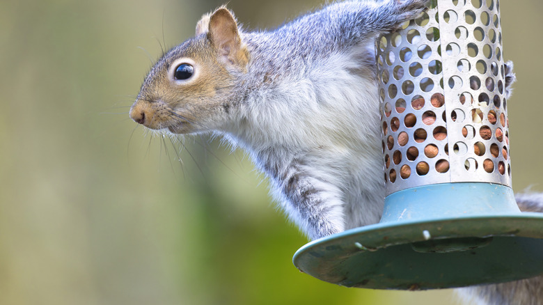 Gray squirrel sitting on a bird feeder