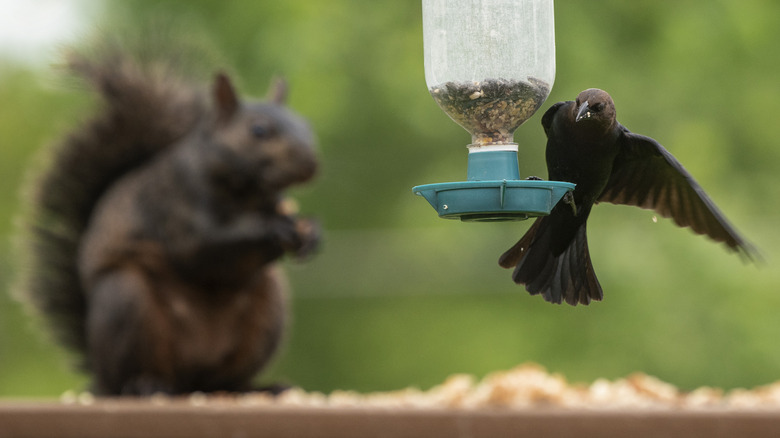 Cowbird at seed feeder with dark brown squirrel in background