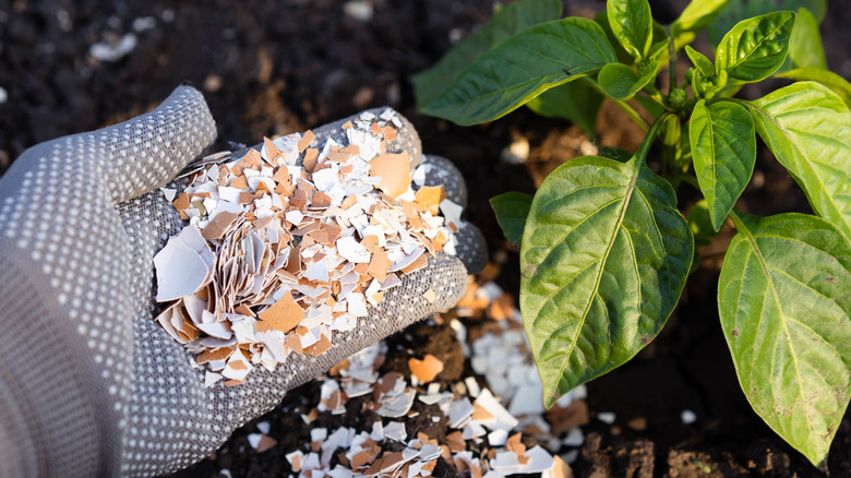 Gardener holding crushed eggshells to place around their plants.