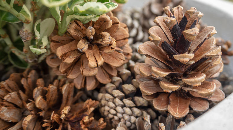 pinecones in plant pot