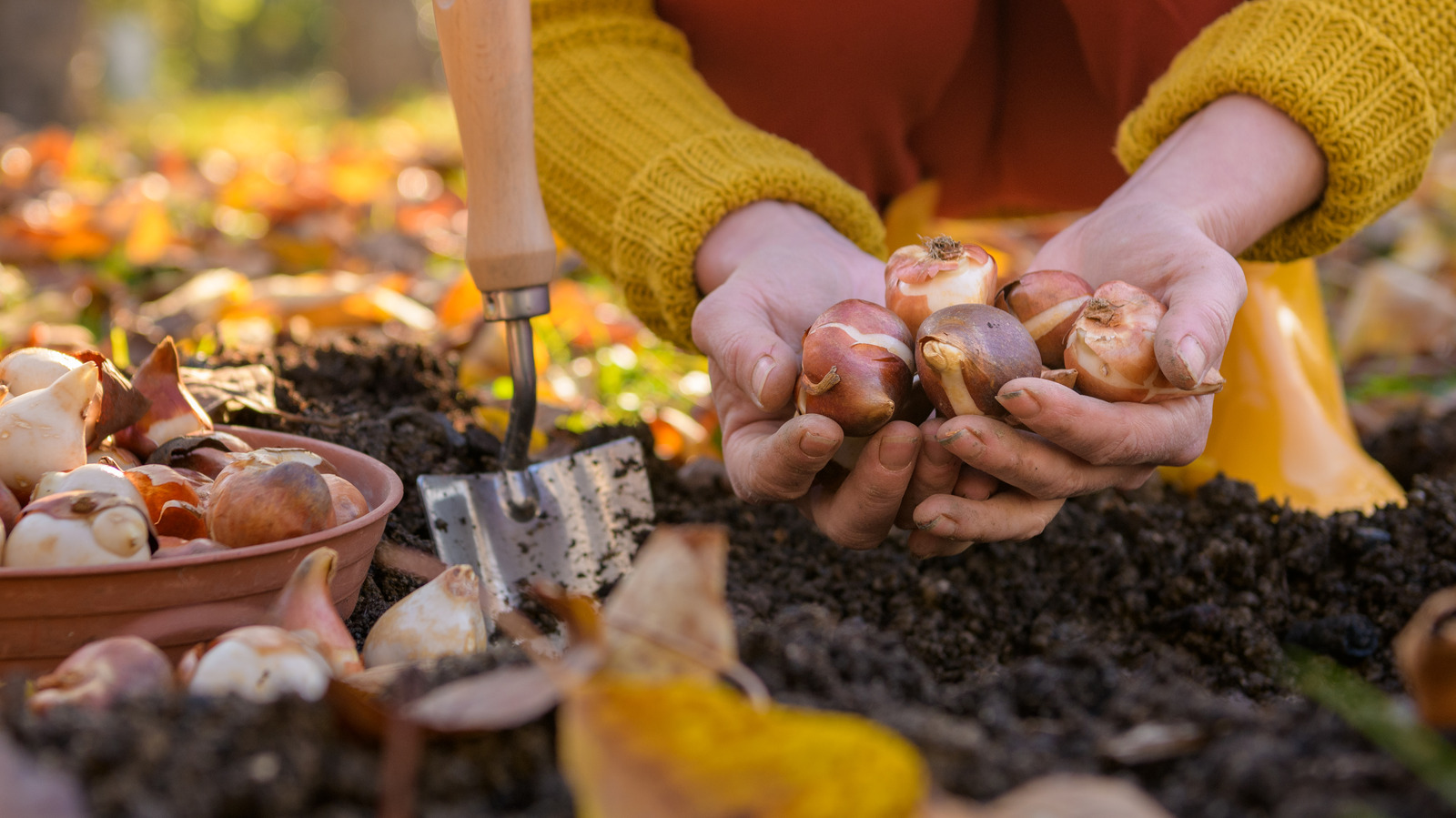 Why You Should Start Composting Your Tulip Bulbs