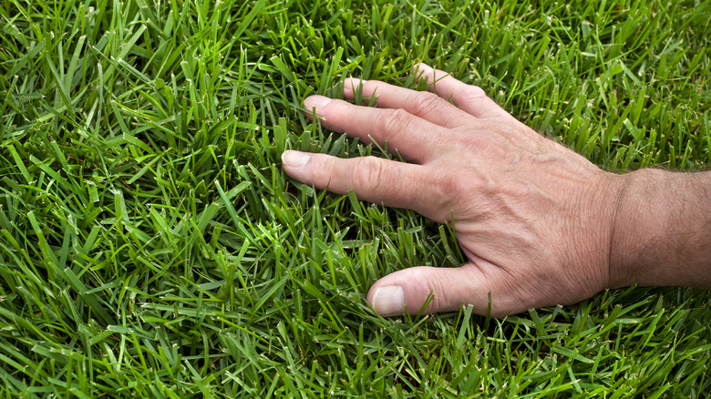 Person running a hand over the top of mowed grass