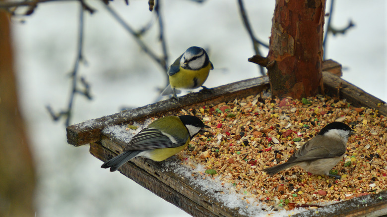 birds atop a bird feeder