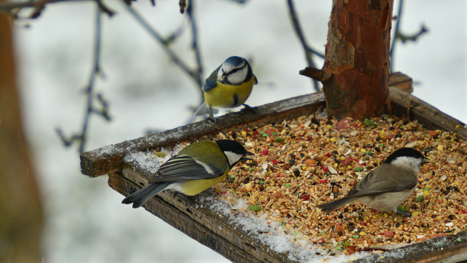 why-you-should-start-sprinkling-coffee-grounds-around-your-bird-feeder-house-digest