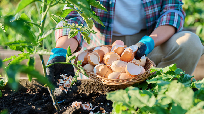 Person fertilizing tomato plants with eggshells in raised garden box bed.