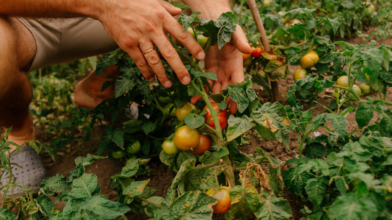 hands tending to tomato plant with tomatoes growing
