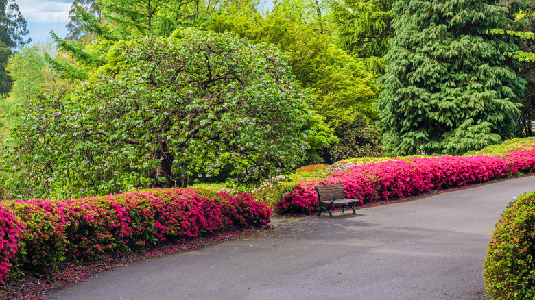 Long azalea hedge with colorful blooms