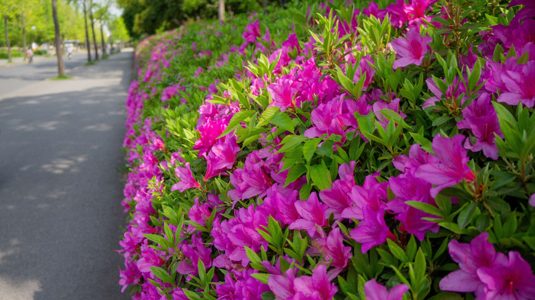Close-up of azaleas with pink flowers