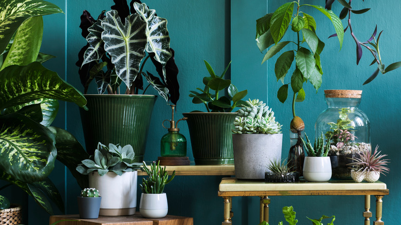 cactus with other plants