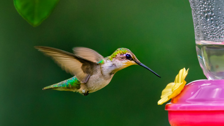 green hummingbird approaching feeder