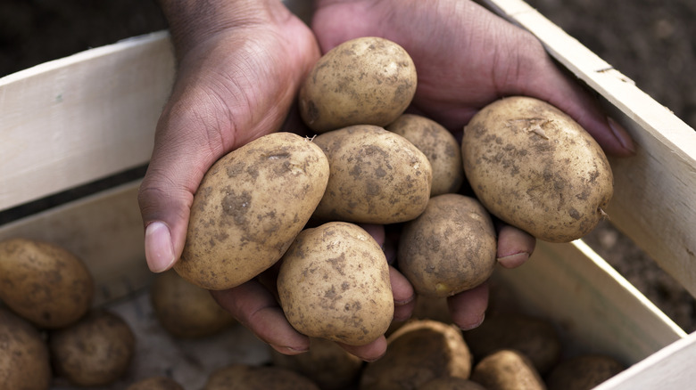 gardener holding potatoes