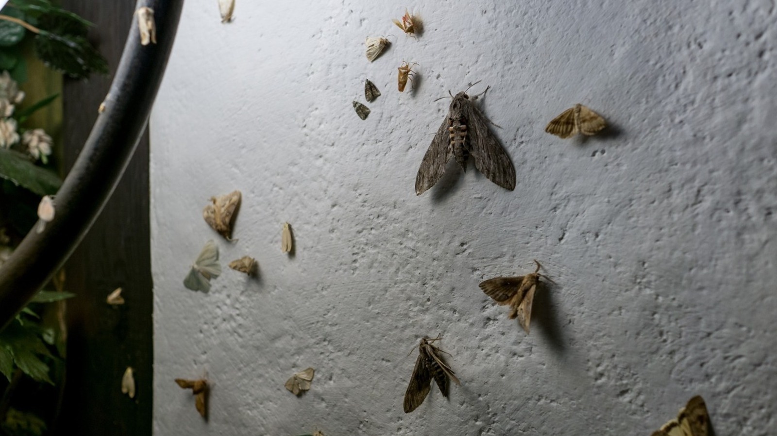 Why You Should Think Twice About Repelling Moths From Your Garden