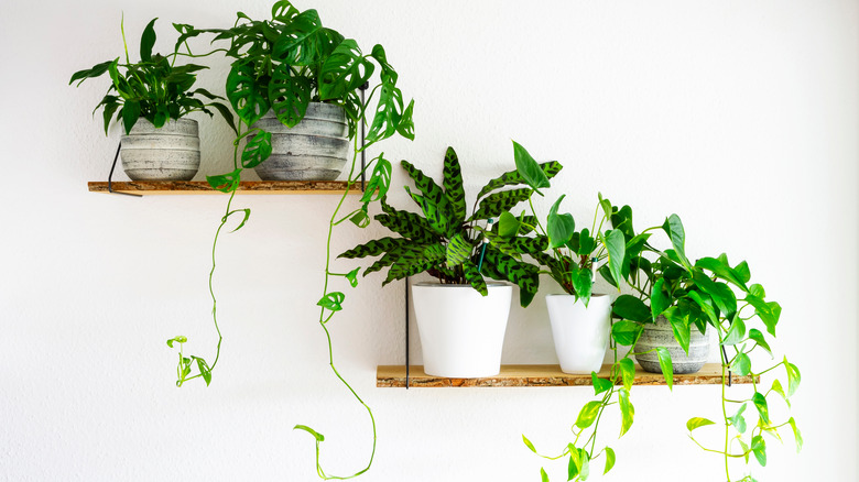 leafy houseplants