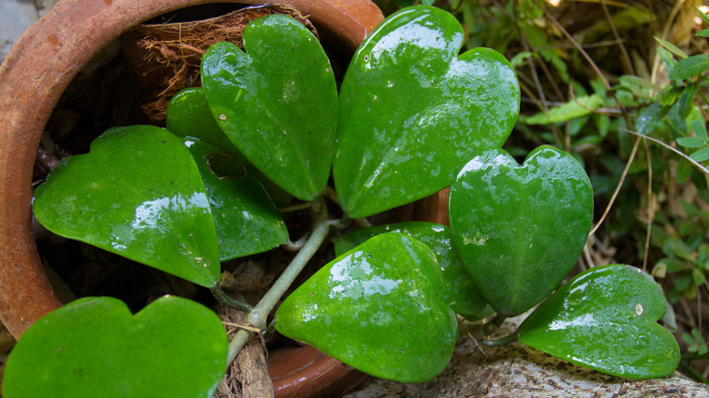 valentine's hoya