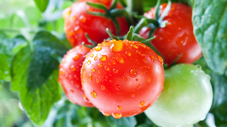 Close-up of ripe tomato