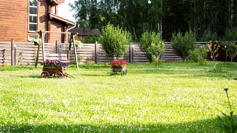 backyard with clover lawn