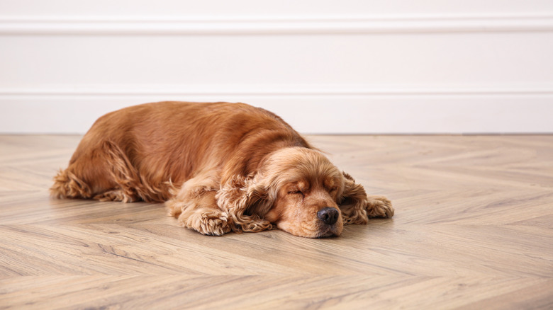 Cocker spaniel lies on hardwood floor