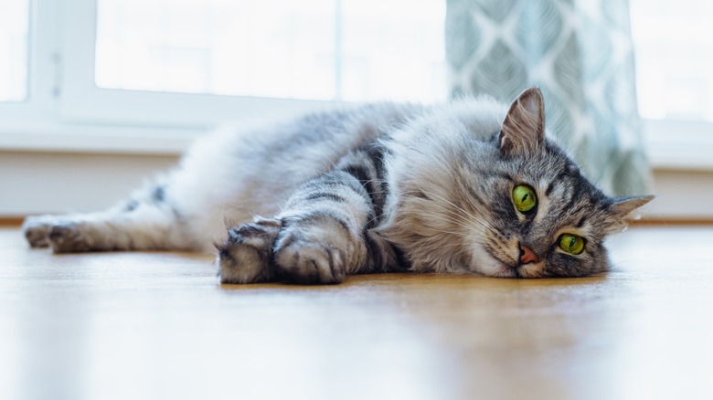 Cat lies on hardwood floor