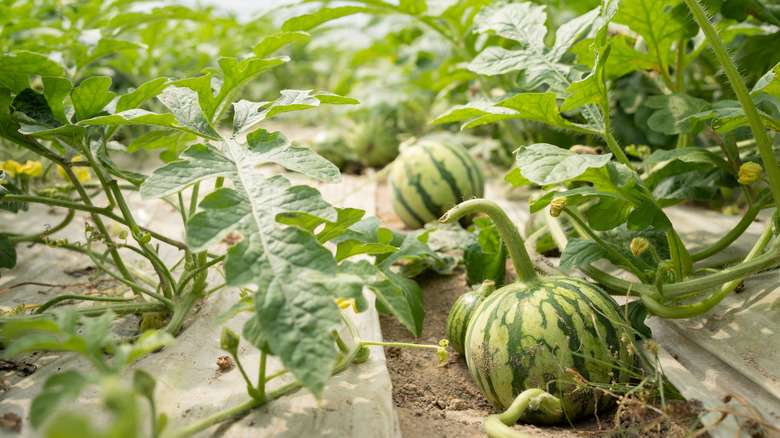 Watermelons growing in rows