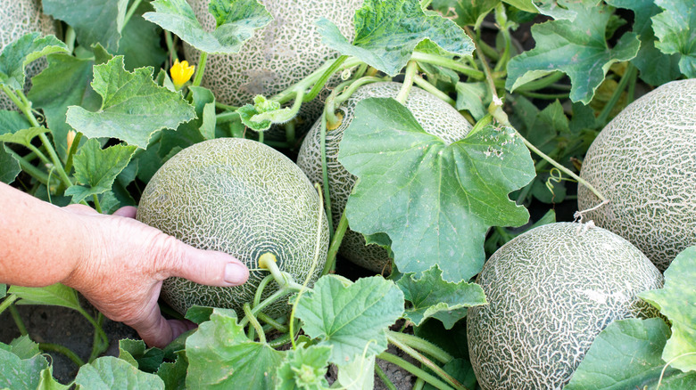 Cantaloupes growing in garden