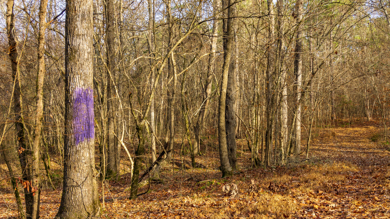 Tree painted purple 
