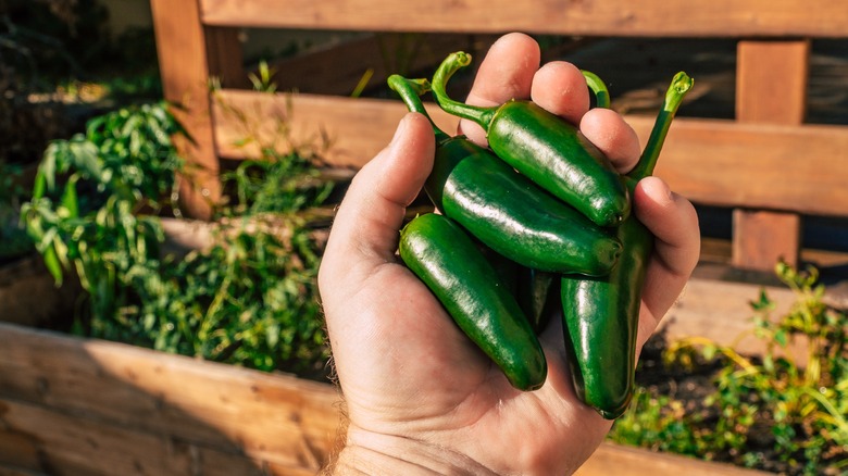 person holding picked jalapeños
