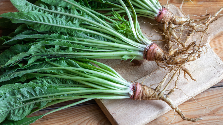 evening primrose roots