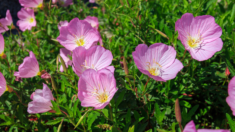 Pink evening primrose