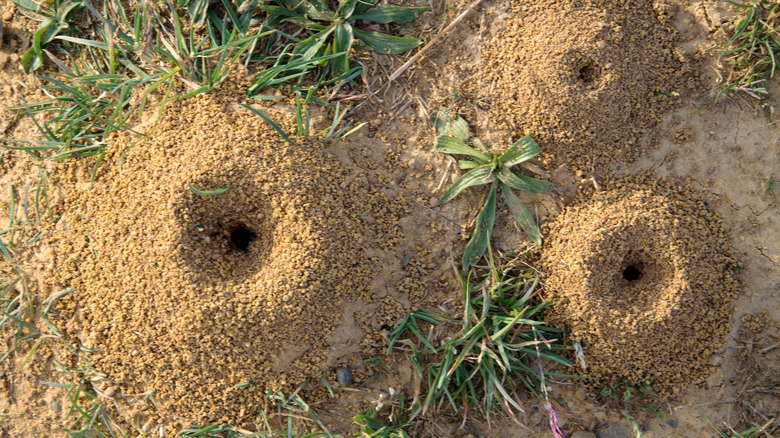 birds eye view ant hill