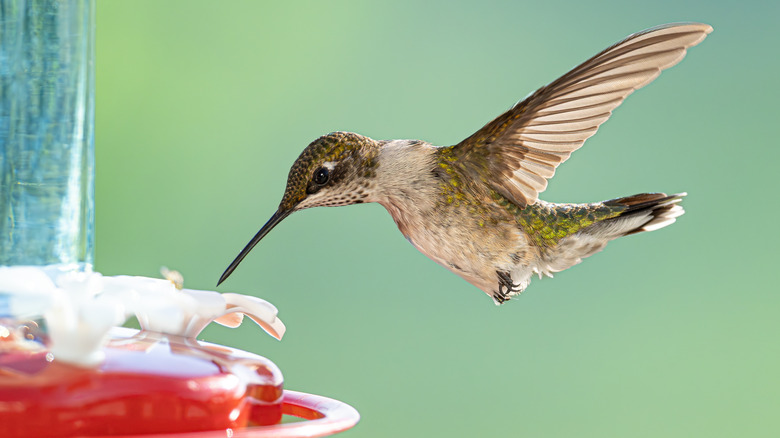 Hummingbird drinking from a feeder in the sun