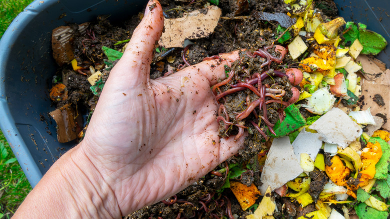 Worms in a vermicompost bin on a hand