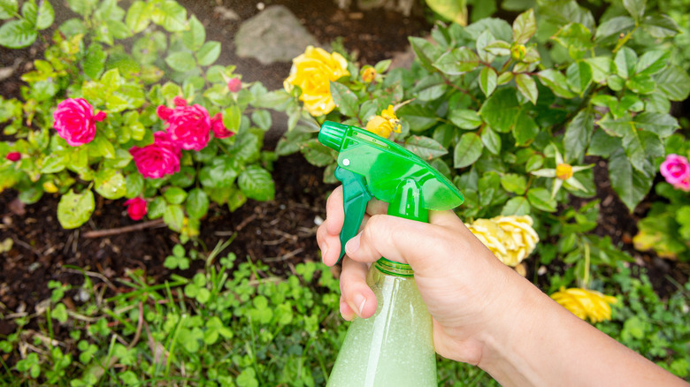 Spraying dish soap onto plants