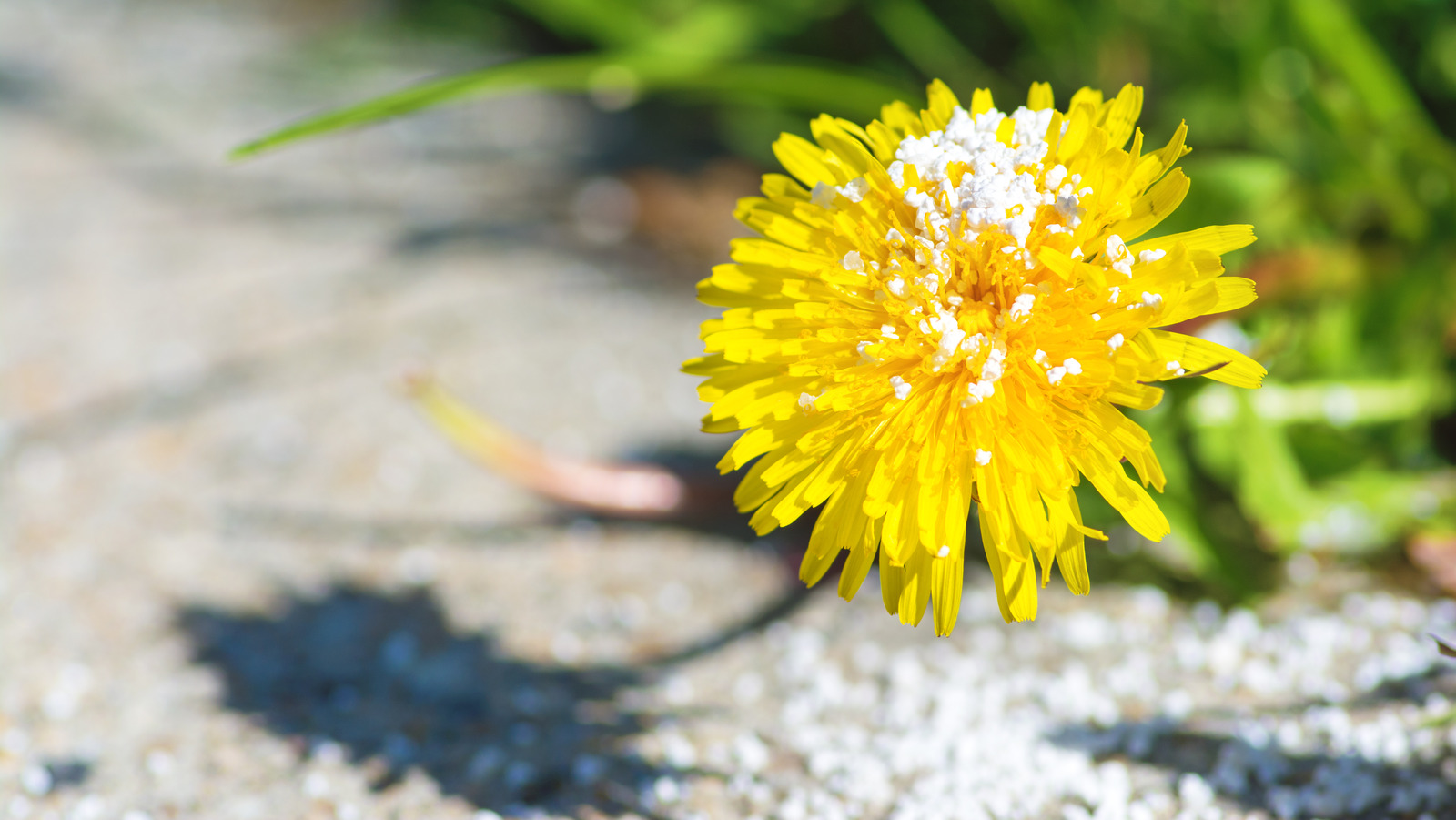Why You Should Think Twice Before Using Granular Weed Killers On Your Lawn
