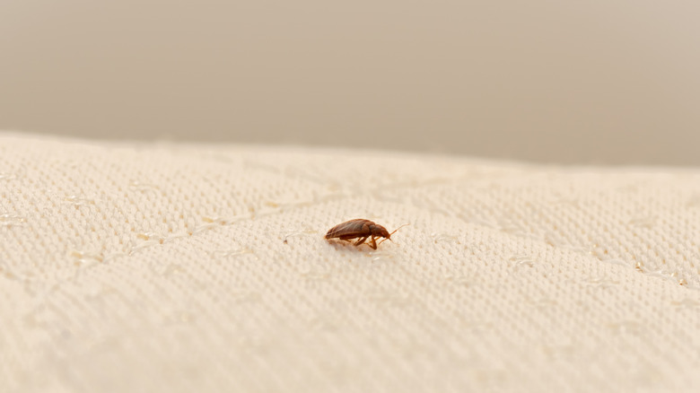 bed bug on a mattress