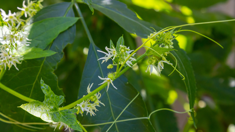 A closeup of wild cucumber vines showing their delicate white flowers