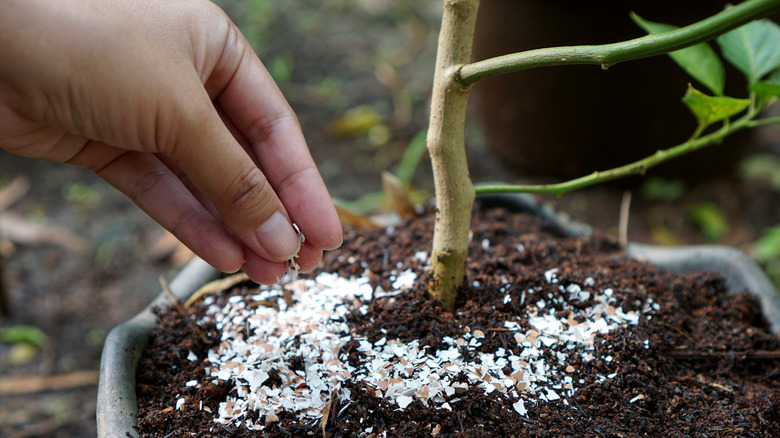 Adding eggshells to plant soil