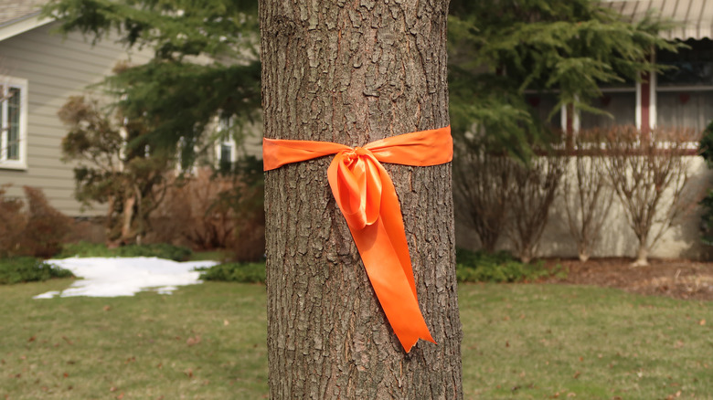 Orange ribbon tied around tree