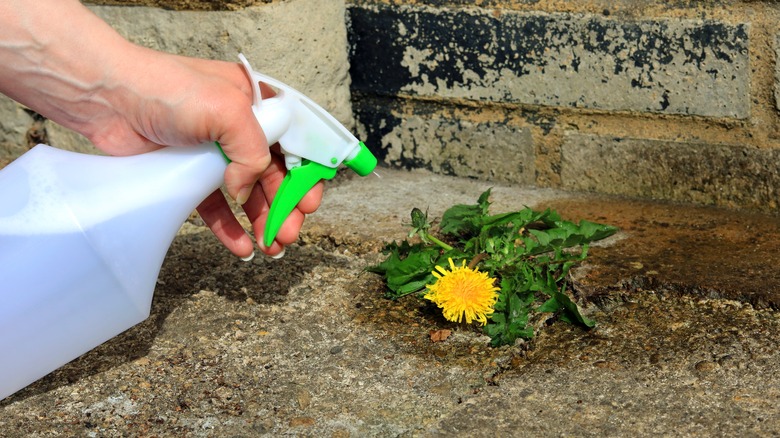 Spraying weeds