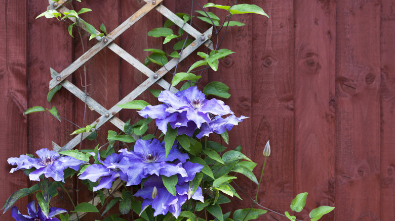 Flowers growing on a trellis