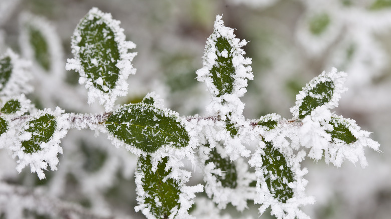 frosted bush 