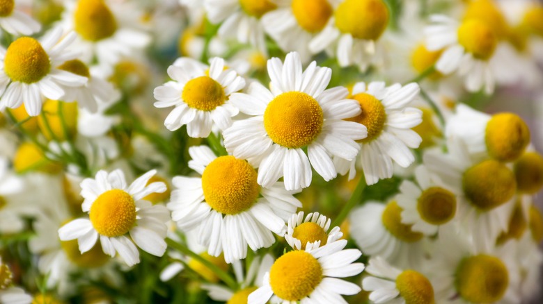 Field of chamomile flowers