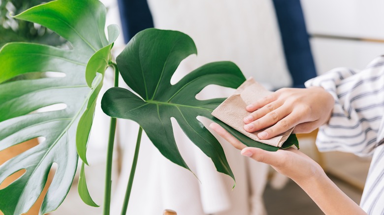 wiping plant leaves