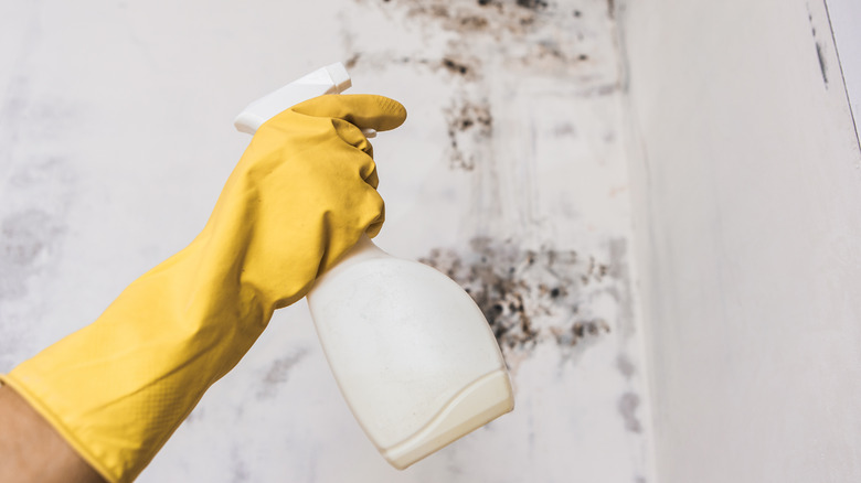 person cleaning mildew with spray bottle