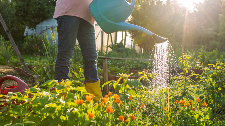 woman watering garden