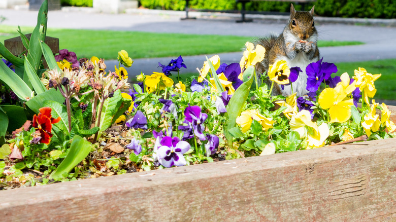 squirrel overlooking flower bed
