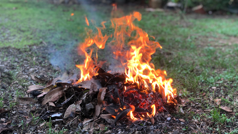 Pile of leaves being burned